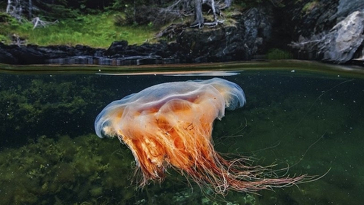 Lions mane jellyfish Bonne Bay Gulf of St Lawrence Photograph by David Doubilet National Geographic