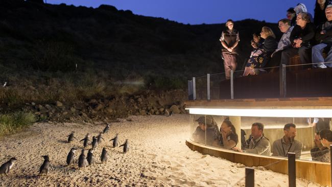 Drawcard: the Little Penguin parade. Picture: Visit Victoria