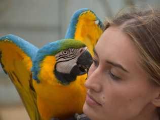 One of the staff with a beautiful macaw bird at Maleny Botanic Gardens and Bird World on the Sunshine Coast. Picture: Mark Furler