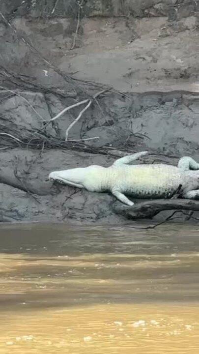 Dead crocodile on the banks of Daly River, Northern Territory