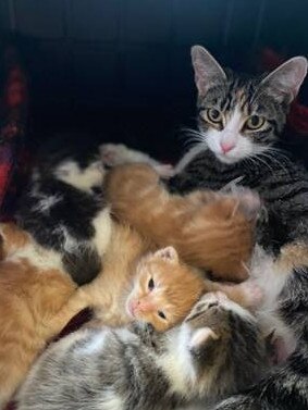 A mum cat and her six one-week-old kittens were found inside a car at a local Geelong car wreckers. Picture: Supplied