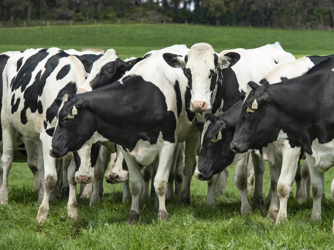 FOCUS: Kate Bland dairy farmerKate runs an 800-head dairy operation in Foster, South Gippsland.PICTURED: Generic dairy farm. Dairy cows.PICTURE: ZOE PHILLIPS