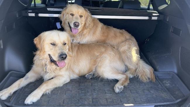 New data from TripAdvisor reveals Australians are increasingly shaping their travel plans around their dogs and heading to pet-friendly destinations.