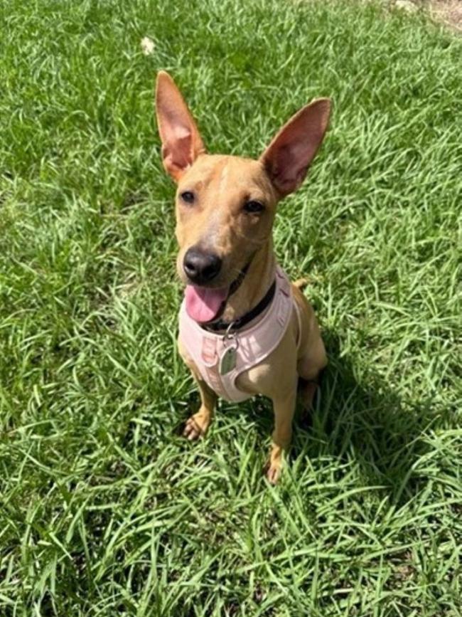 Seven-month-old Misha is available for adoption via Remote Animal Assistance.