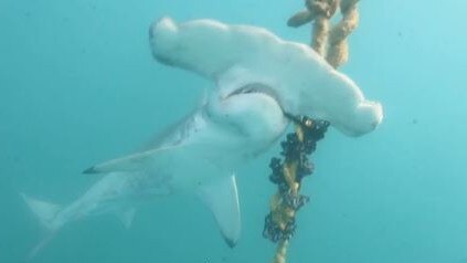 Conservation groups have shared video of the brutal death of two endangered scalloped hammerhead sharks on the Great Barrier Reef.