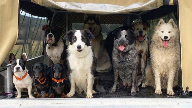 An Instagram post of dogs on the modified LandCruiser believed to be involved in Wednesday’s crash.