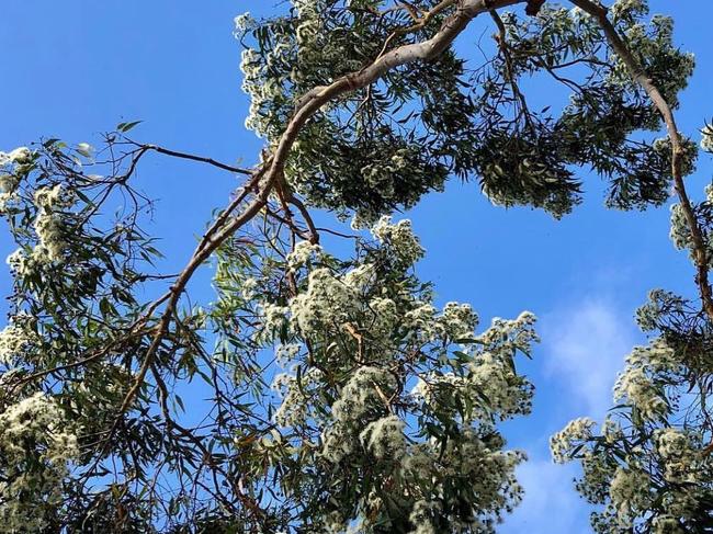 Emma Heyde took a photo of Trees Blossoming overhead in Hornsby for #SNAPSYDNEY