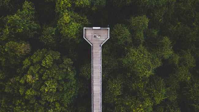 The Skywalk attraction in Dorrigo National Park.