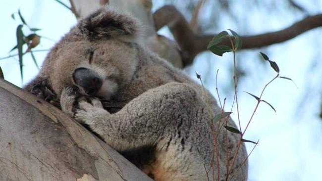 Alexis the koala died in Campbelltown last year. Residents want to see more protective measures put in place to protect the koala population.