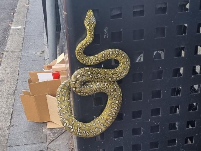 Abandoned $1k pet snake found in Sydney bin