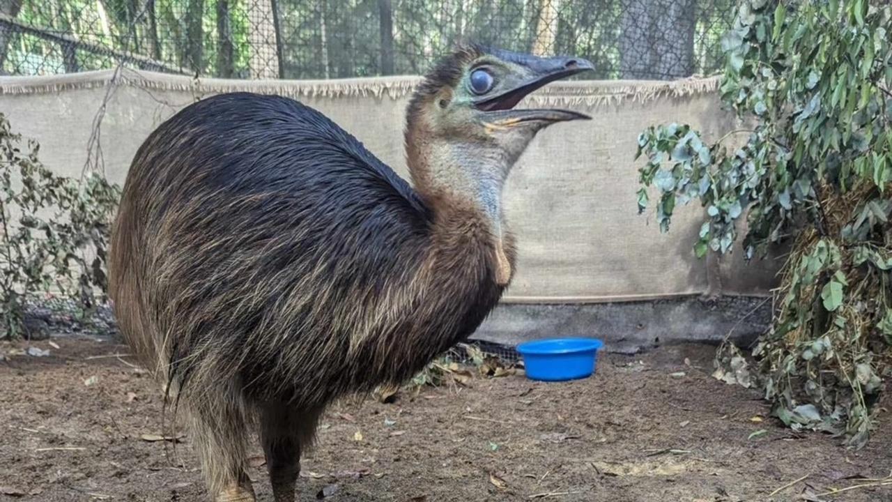 Bunji the orphaned cassowary chick at his new home on the Gold Coast. Picture: Supplied.