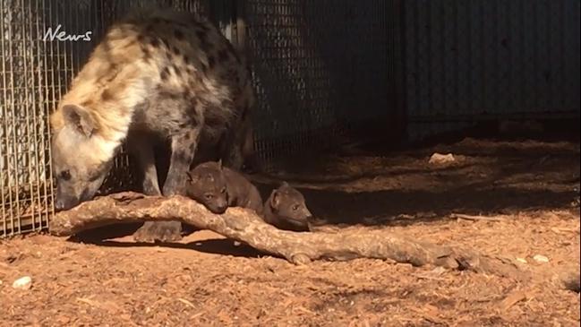 Spotted hyena cubs born at Monarto Zoo