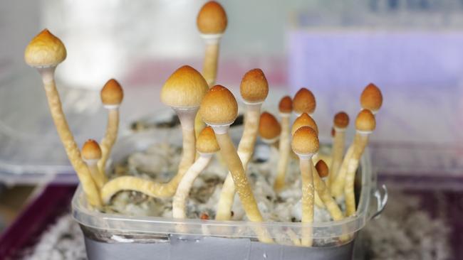 Psilocybin mushrooms which can be used to treat mental health conditions.