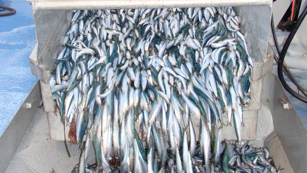 Wooley: Let’s hope new industry doesn’t smell a bit fishy