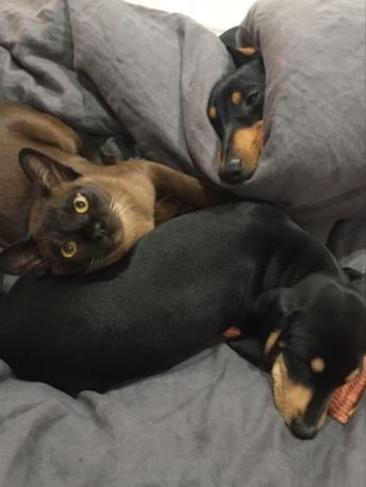 Nugget, Yoga and Scoobie: There were three in the bed and the little one said,roll over. Nugget, Yoda and Scoobie are inseparable.