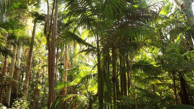 Rainforest of Northern NSW near the iconic Mt Warning. Some species of plant such as the turnipwood have links back 52 million years