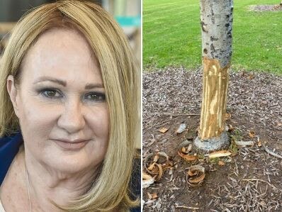 Barking mad: Savage act leaves trees battling to survive