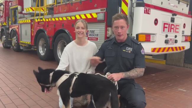 Puppy adopted by firefighter that saved her life