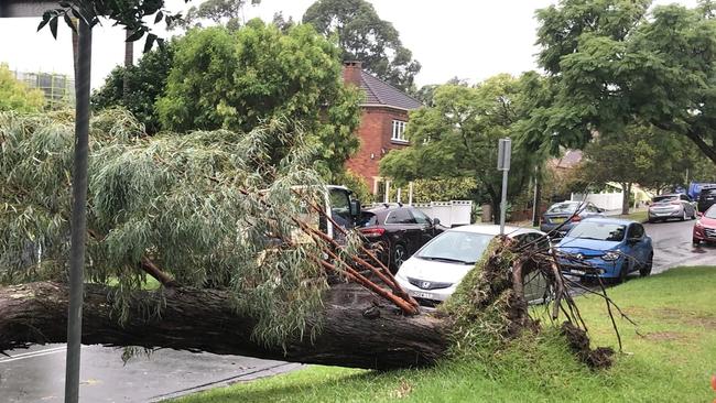 The Manly SES unit was called out to assist after a trees fell in Maretimo St, Balgowlah on Friday afternoon, narrowly missing a car. Picture: Manly SES