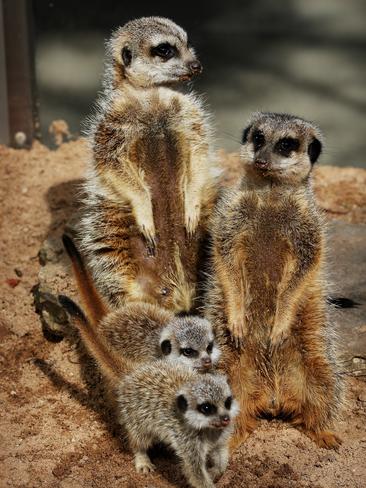 Meerkat Manor: Taronga Zoo welcomes new pups | Daily Telegraph