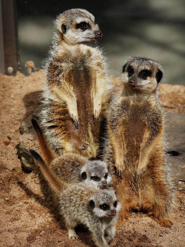 Fanily picture - mum Nairobi and dad Maputo with their two pups. Picture: Toby Zerna