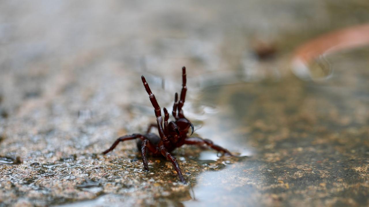 NSW Weather: Spider And Snake Sightings Increase | News.com.au ...