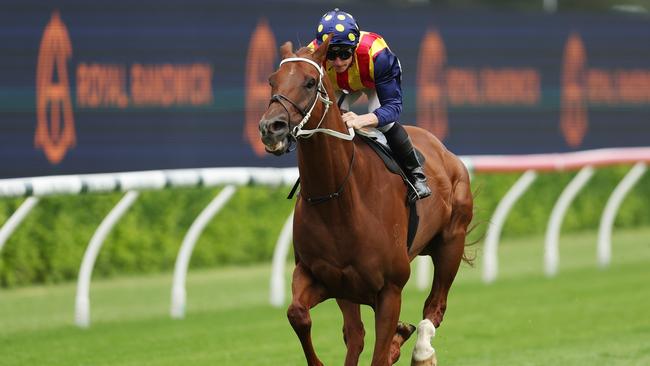 Nature Strip galloping at Royal Randwick Racecourse in March. (Photo by Mark Metcalfe/Getty Images)