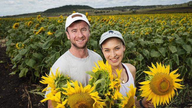 David McCarthy and Holly Gilbar at Lilyvale Flower Farm picking sunflowers. Picture: Kevin Farmer