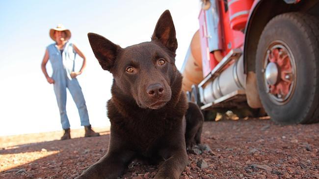 Red best sale kelpie puppy