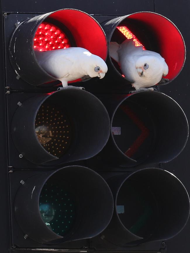 The corellas enjoying their new digs in Manly. Picture: John Grainger