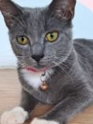 Bonded pair Calvin and Klein (pictured) are available for adoption via AdoptMe Kittens. Photo: Supplied.