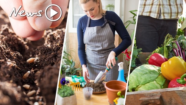 How to grow vegetables while in isolation