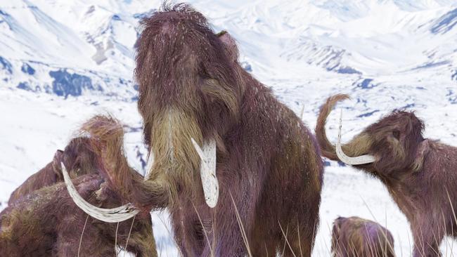 A new genetic tool has revealed the lifespans of species such as the woolly mammoth Picture: istock