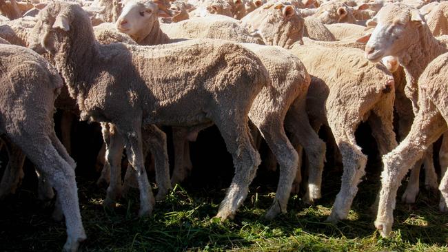 It has been difficult to fatten Merino lambs this season and it means they are later into the prime market.