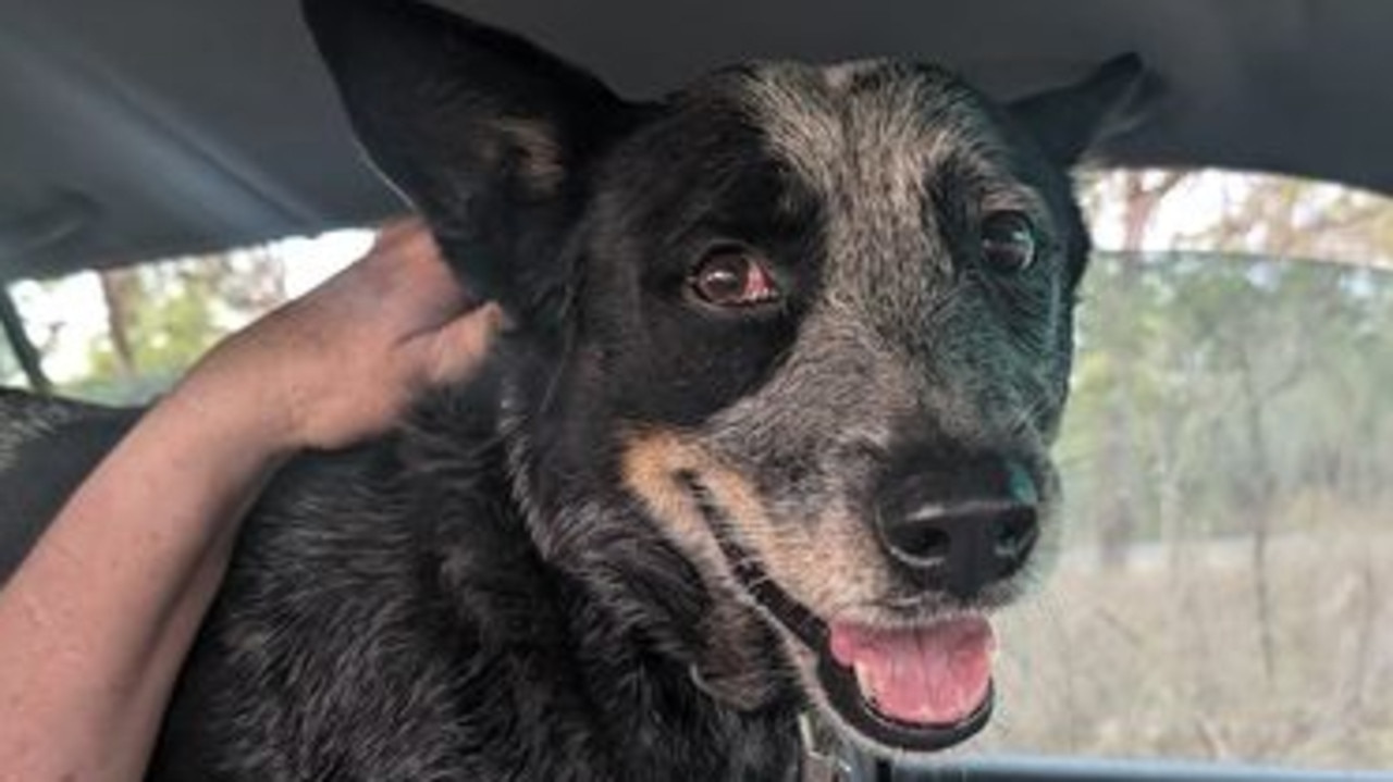 ‘No words for our gratitude’: Loved dog found in amazing tale of survival