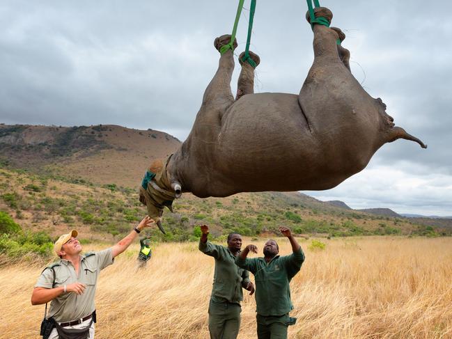 DYYYHM Black Rhinoceros (Diceros bicornis) being prepared for airlift by helicopter.Ithala game reserve.South Africa