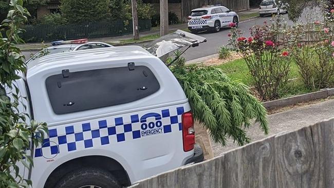 Police try to fit the cannabis plants in their divisional van. Photo: Danny Foster