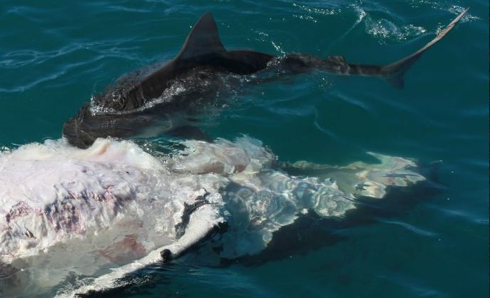 Sharks attack whale calf carcass as tourists watch