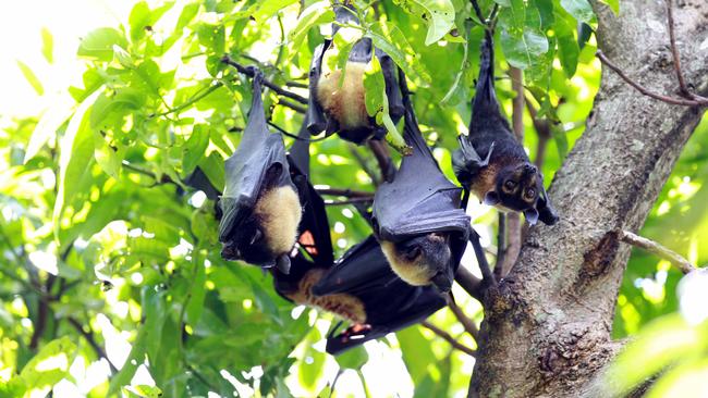 Spate of baby flying fox deaths in Cairns a cause for concern | The ...