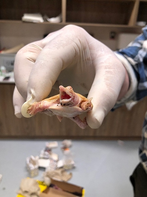 Breaches of Australia’s biosecurity laws are treated with the utmost seriousness, carrying penalties of up to 10 years’ imprisonment and fines as high as $1.65 million for individuals, or $8.25 million for companies. Picture: DAFF