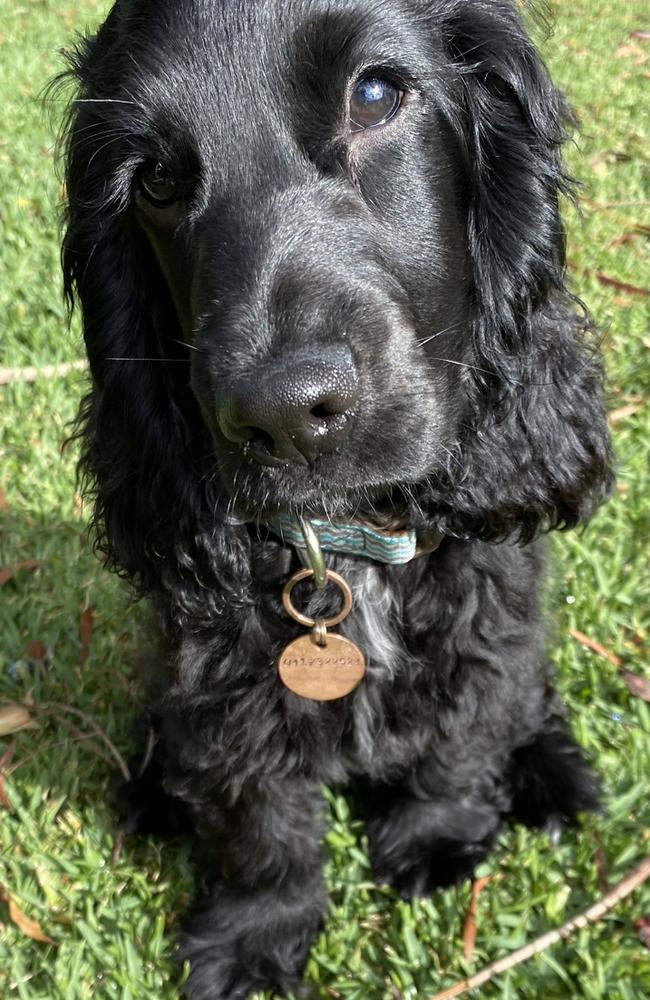 top-10-vote-for-seq-s-cutest-dog-of-2023-the-courier-mail