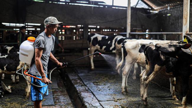 Farmers spray disinfectant on livestock after being given the second phase of the foot-and-mouth disease vaccine in Bandung, Indonesia. Picture: Agvi Firdaus