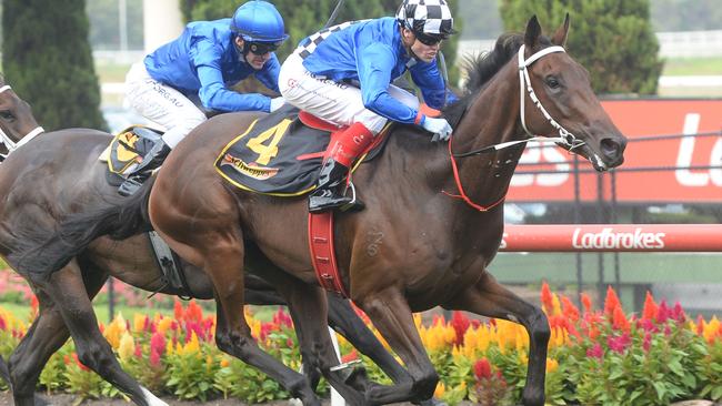 Rebel Racer, trained by Mark Kavanagh, is the best bet of the day at Kilmore. Picture: Ross Holburt