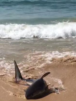 The shark at South Steyne. Picture: Dan Korocz