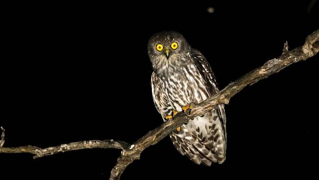 The barking owl. Photo by Peter Knock.