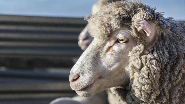 A sheep farmer has been given a ten-year ban from owning sheep over animal cruelty. File picture: Zoe Phillips