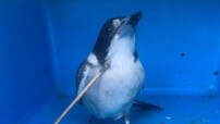 The RSPCA is calling for public help to identify who shot a butcherbird last week. Photo supplied.