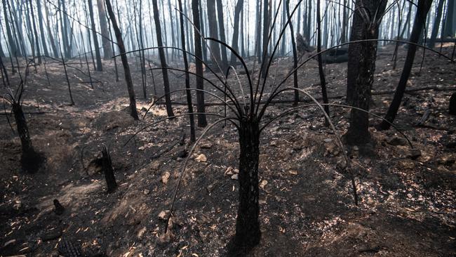 Burnt-out bushland on the outskirts of Cobargo, NSW Picture: AAP