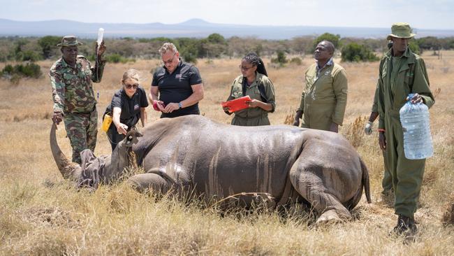 The first embryo implantation was carried out on a southern white rhino in September. Picture: Biorescue