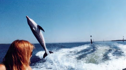 Melody: “I loved watching Jock leap high behind the research boat. Eventually, we used this game to help lure him away from his solitary home and meet other dolphins.” Picture: Mike Bossley